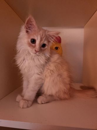 Zwei Maine coon Jungs suchen