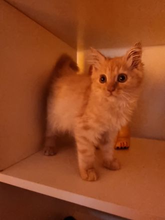 Zwei Maine coon Jungs suchen