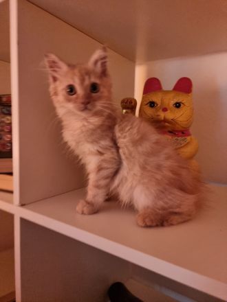 Zwei Maine coon Jungs suchen