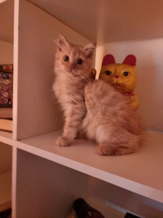 Zwei Maine coon Jungs suchen