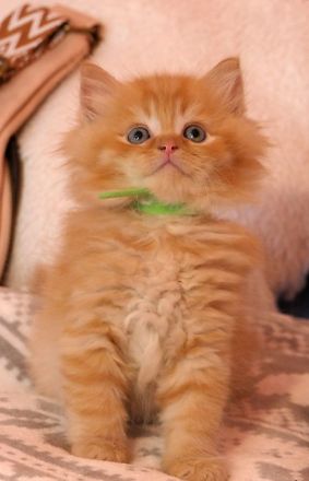 Kitten Maine Coon Ragdoll Mix