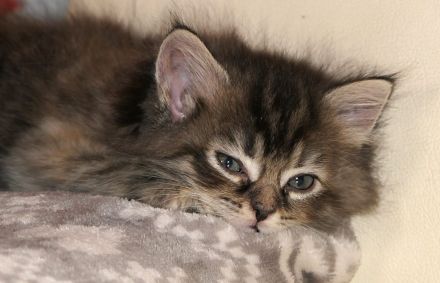 Kitten Maine Coon Ragdoll Mix