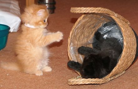 Kitten Maine Coon Ragdoll Mix