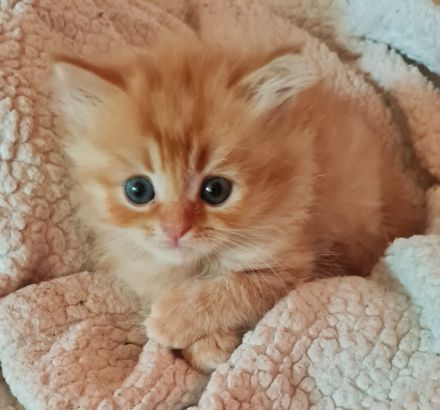 Kitten Maine Coon Ragdoll Mix
