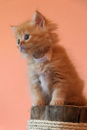Kitten Maine Coon Ragdoll Mix