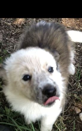 Wunderschöne Border Collie Welpen in Sonderfarbe Sable Chocolate Tricolor reinrassig