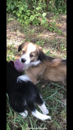 Wunderschöne Border Collie Welpen in Sonderfarbe Sable Chocolate Tricolor reinrassig