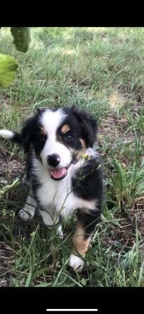 Wunderschöne Border Collie Welpen in Sonderfarbe Sable Chocolate Tricolor reinrassig