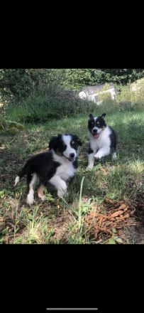 Wunderschöne Border Collie Welpen in Sonderfarbe Sable Chocolate Tricolor reinrassig