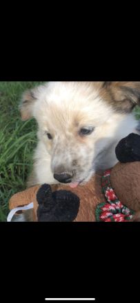Wunderschöne Border Collie Welpen in Sonderfarbe Sable Chocolate Tricolor reinrassig