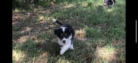 Wunderschöne Border Collie Welpen in Sonderfarbe Sable Chocolate Tricolor reinrassig