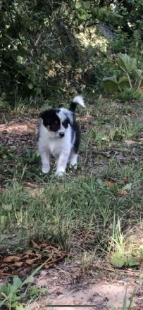Wunderschöne Border Collie Welpen in Sonderfarbe Sable Chocolate Tricolor reinrassig