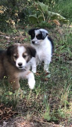 Wunderschöne Border Collie Welpen in Sonderfarbe Sable Chocolate Tricolor reinrassig