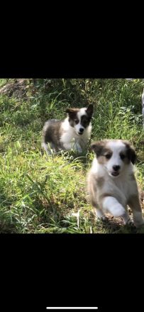 Wunderschöne Border Collie Welpen in Sonderfarbe Sable Chocolate Tricolor reinrassig