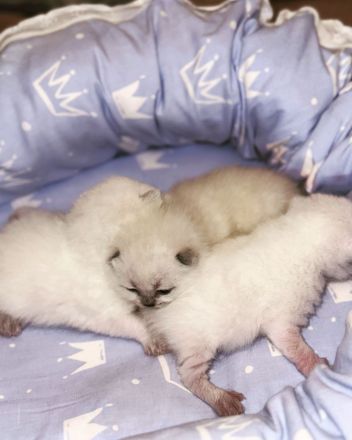 BKH Kitten 3x zu verkaufen