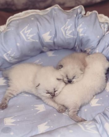 BKH Kitten 3x zu verkaufen