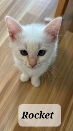 Heilige Birma/BKH Kitten zu verkaufen