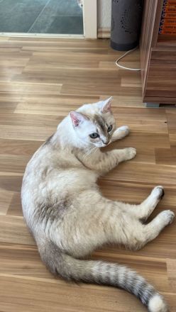 Heilige Birma/BKH Kitten zu verkaufen