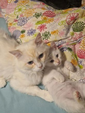 Heilige Birma/BKH Kitten zu verkaufen