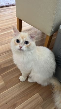 Heilige Birma/BKH Kitten zu verkaufen