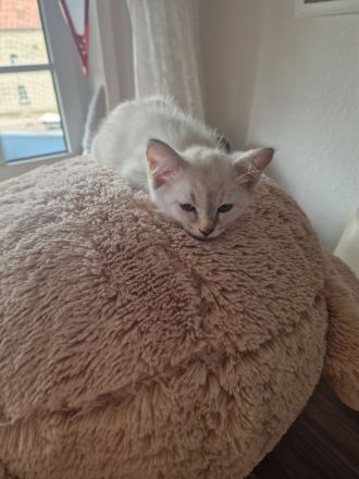 Heilige Birma/BKH Kitten zu verkaufen