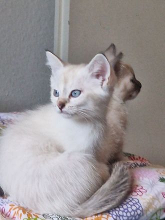 Heilige Birma/BKH Kitten zu verkaufen