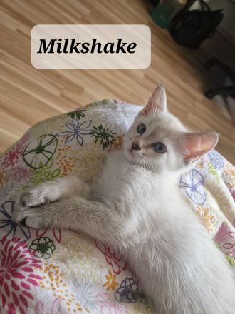 Heilige Birma/BKH Kitten zu verkaufen