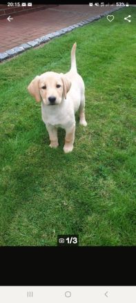 Labrador Welpen blond mit Papiere