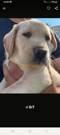 Labrador Welpen blond mit Papiere