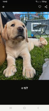 Labrador Welpen blond mit Papiere