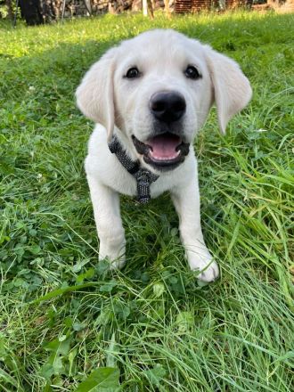 Labrador Welpen blond mit Papiere