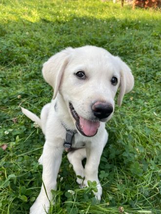 Labrador Welpen blond mit Papiere