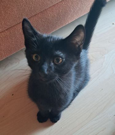 3 monat alte Kätzchen Brüder sucht Neues Zuhause