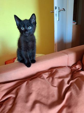 3 monat alte Kätzchen Brüder sucht Neues Zuhause