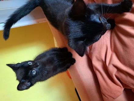 3 monat alte Kätzchen Brüder sucht Neues Zuhause