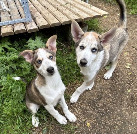 Alaskan Husky Welpen