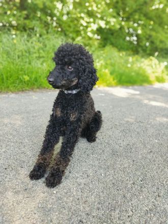 Pudel Deckrüde mit Erfahrung black and tan Zwergpudel apricot