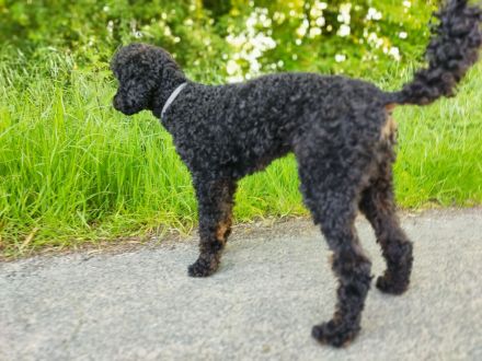 Pudel Deckrüde mit Erfahrung black and tan Zwergpudel apricot