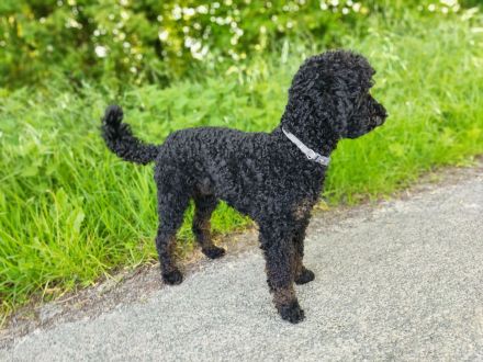 Pudel Deckrüde mit Erfahrung black and tan Zwergpudel apricot