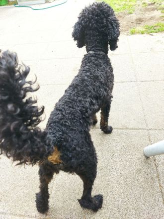 Pudel Deckrüde mit Erfahrung black and tan Zwergpudel apricot