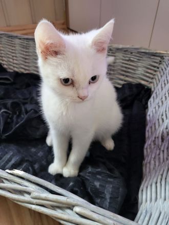 Reinrassige BKH Kitten suchen neue Familien