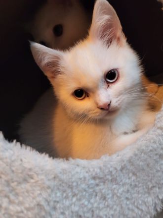 Reinrassige BKH Kitten suchen neue Familien