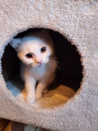 Reinrassige BKH Kitten suchen neue Familien