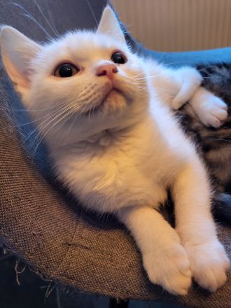 Reinrassige BKH Kitten suchen neue Familien