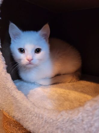 Reinrassige BKH Kitten suchen neue Familien