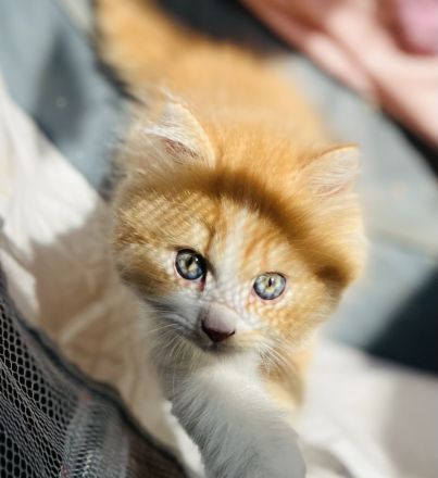 BLH/BKH Kater und Katze abzugeben