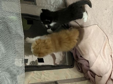 BLH/BKH Kater und Katze abzugeben