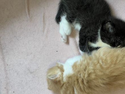 BLH/BKH Kater und Katze abzugeben
