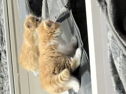 BLH/BKH Kater und Katze abzugeben