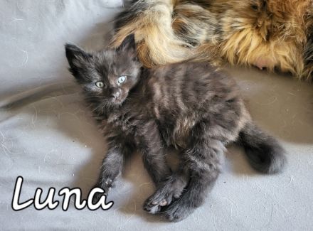 Maine Coon Kitten